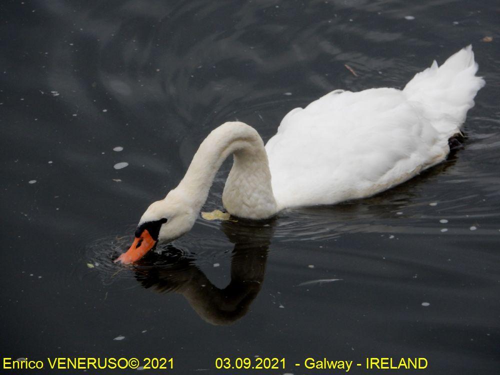 82 - Galway